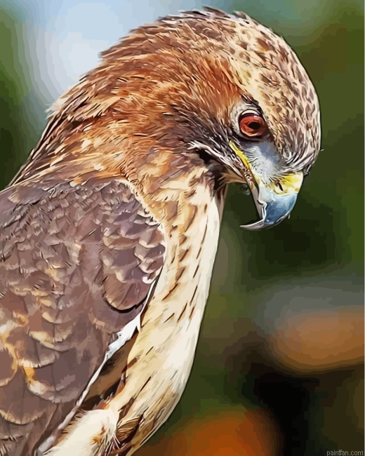 Hawk Bird Paint By Numbers.png