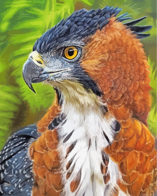 Hawk Eagle Paint By Numbers.png