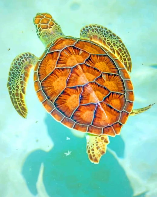 Hawksbill Sea Turtle New Paint By Numbers.png