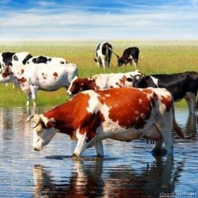 Herd Of Cows Paint By Numbers.png
