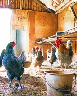 Herd Of Hen New Paint By Numbers.png