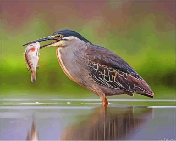 Heron Bird And Fish Paint By Numbers.png