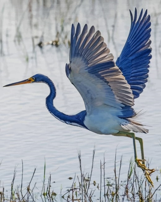 Heron Flying New Paint By Numbers.png