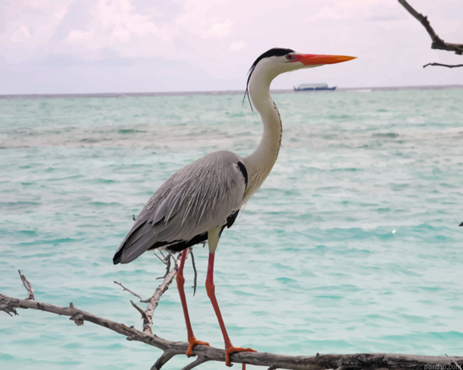 Heron Sea Bird Paint By Numbers.png