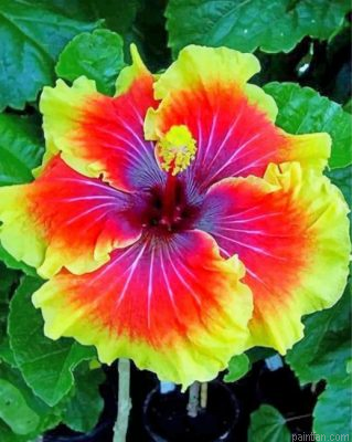 Hibiscus Flower Paint By Number.png