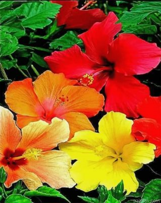 Hibiscus Flowers Paint By Number.png