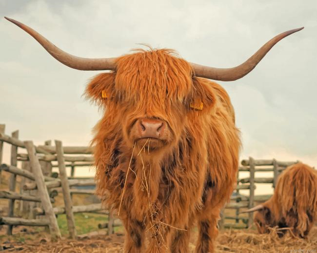 Highland Cattle Paint By Number.png