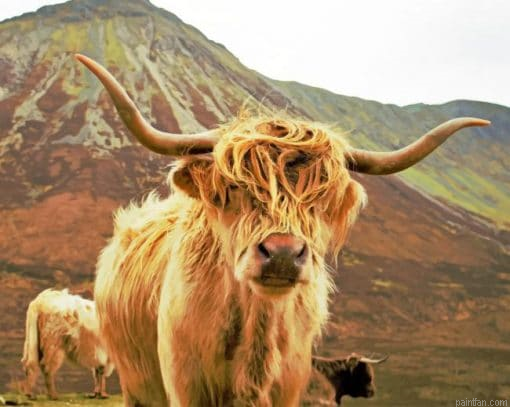 Highland Cow Gazing Paint By Number.png