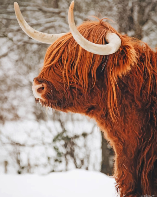 Highland Cow In Snow Paint By Number.png