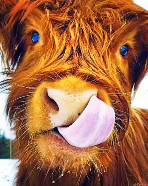 Highland Cow Paint By Number.png