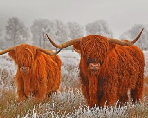 Highland Cows In The Snow Paint By Number.png