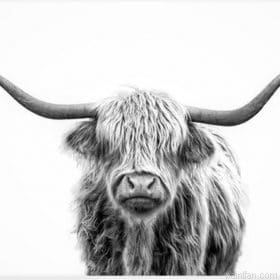 Highland Cows Paint By Numbers.png