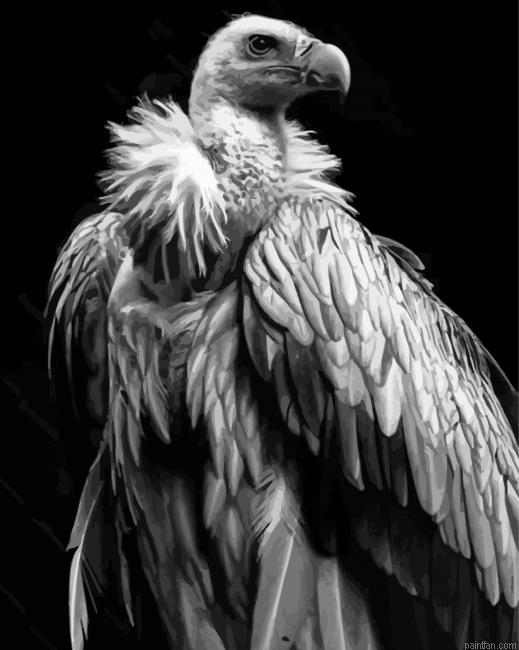 Himalayan Vulture Paint By Numbers.png