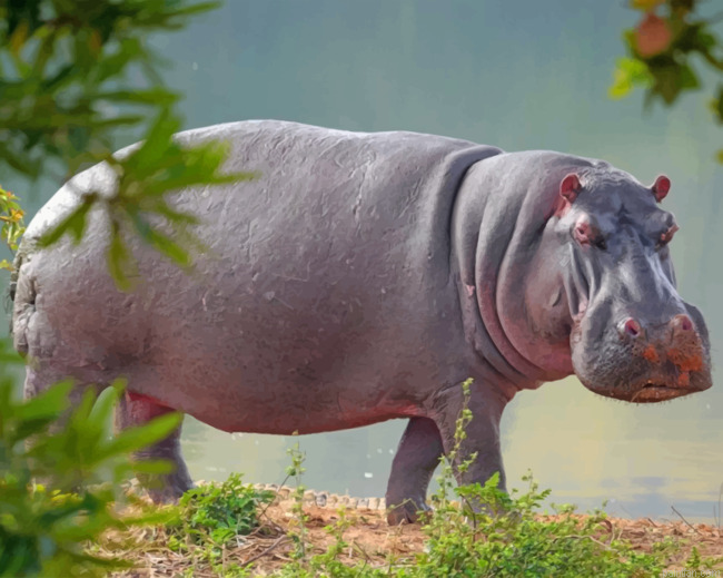 Hippopotamus Animal Paint By Number.png