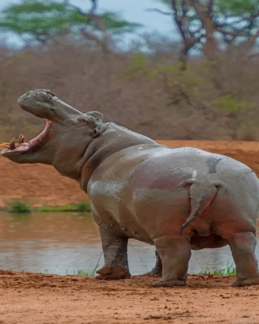 Hippopotamus In The Wild Paint By Number.png