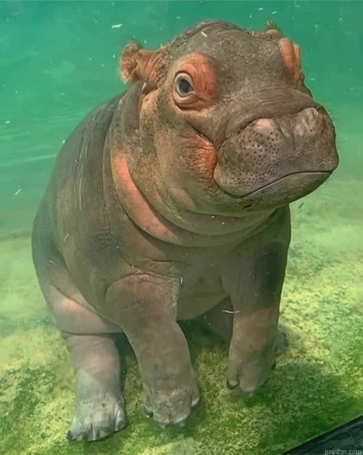 Hippopotamus Paint By Number.png