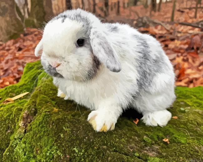 Holland Lop Paint By Numbers.png