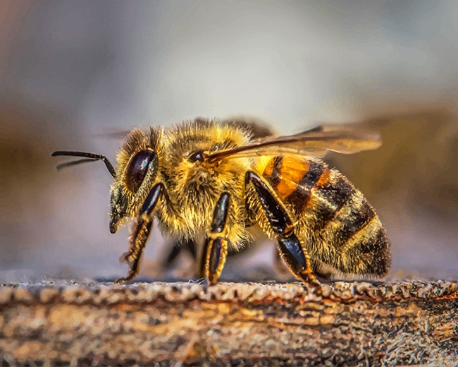 Honey Bee New Paint By Numbers.png