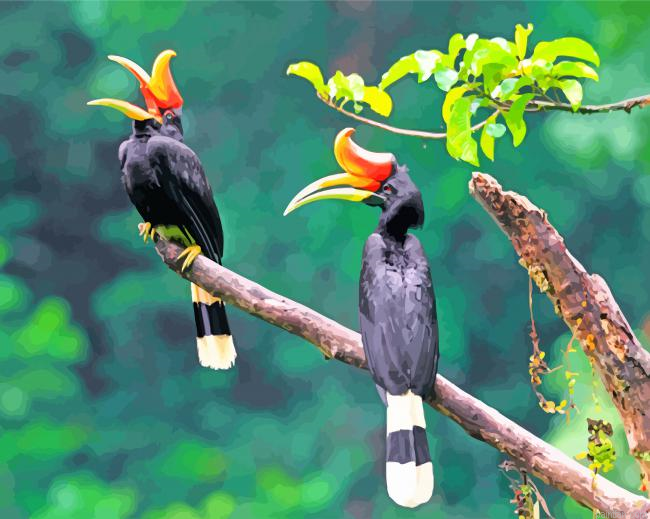 Hornbill Birds Paint By Number.png