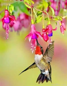 Hummingbird Flowers Paint By Numbers.png