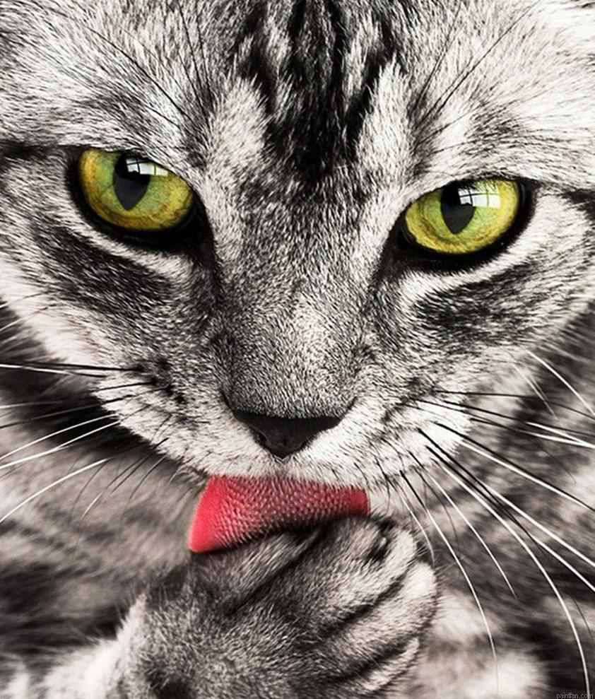 Hungry Cat Paint By Numbers.png