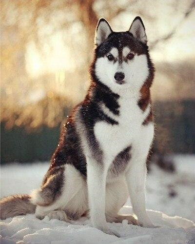 Husky Dog Paint By Numbers.png