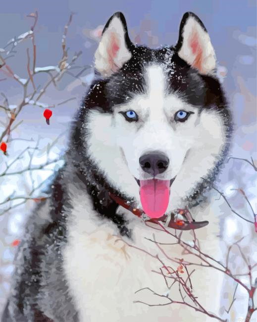 Husky In Snow Paint By Number.png