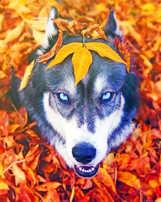 Husky In The Fall New Paint By Numbers.png