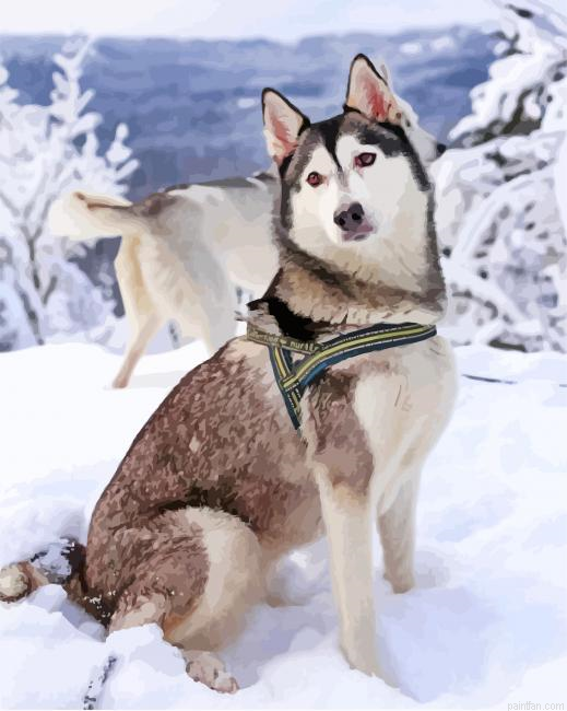 Husky Siberiano Paint By Number.png