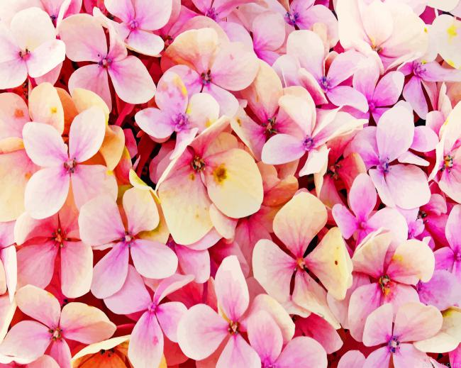 Hydrangea Pink Flowers Paint By Number.png