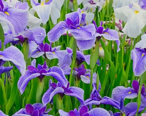 Iris Flower Field Paint By Number.png