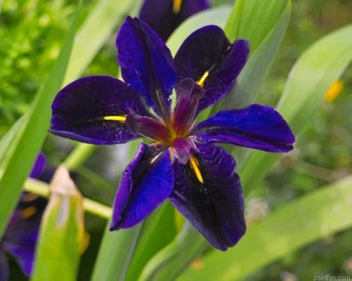 Iris Louisiana Paint By Number.png