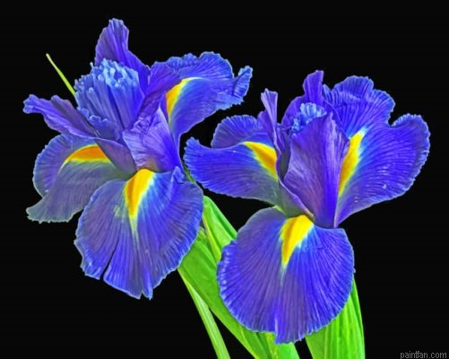 Irises Flowers Paint By Number.png