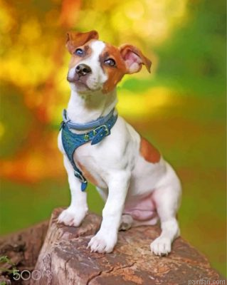 Jack Russell Animal Paint By Number.png