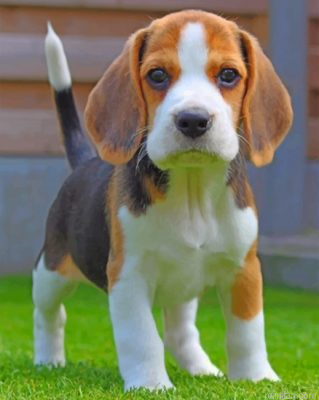 Jack Russell Carrying Puppy Paint By Number.png