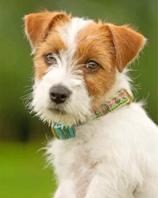 Jack Russell Dog Paint By Number.png