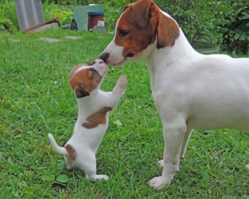 Jack Russell Paint By Number.png