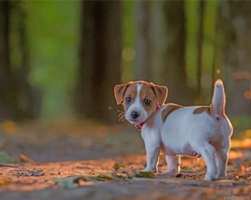 Jack Russell Puppy Paint By Number.png