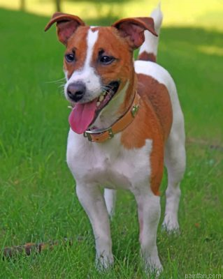Jack Russell Terrier Paint By Number.png