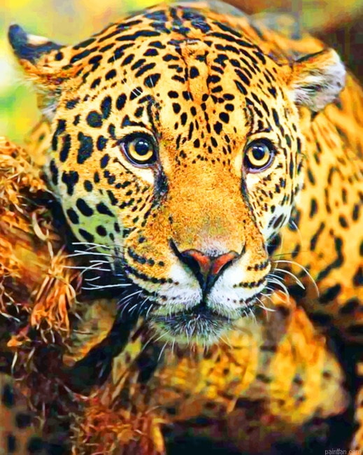 Jaguar Animals Paint By Numbers.png