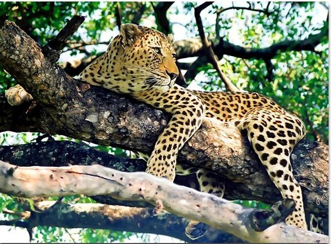 Jaguar On Tree Paint By Numbers.png