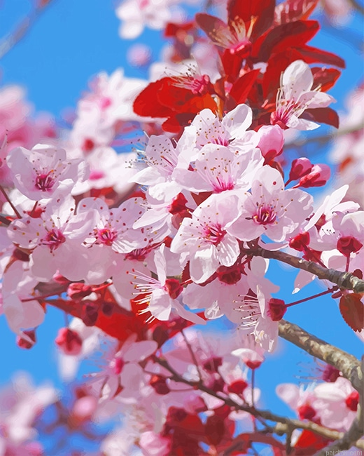 Japanese Cherry Blossom New Paint By Numbers.png