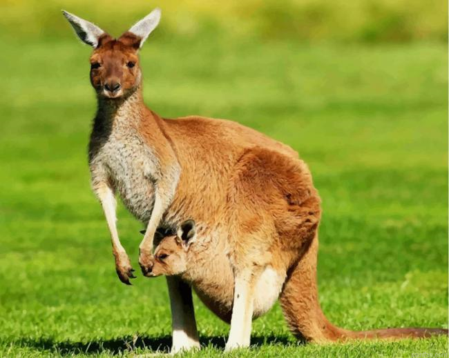 Kangaroo And Her Baby In Marsupium Pouch Paint By Number.png