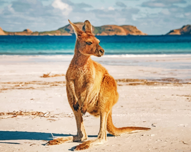 Kangaroo In An Australian Beach Paint By Number.png