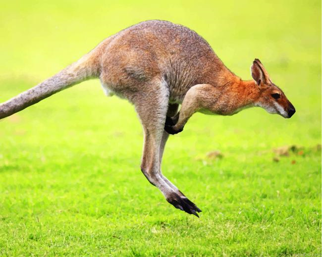 Kangaroo In Green Grass Paint By Number.png