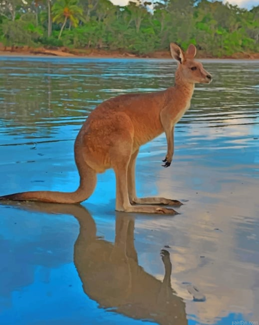 Kangaroo In The River Paint By Number.png