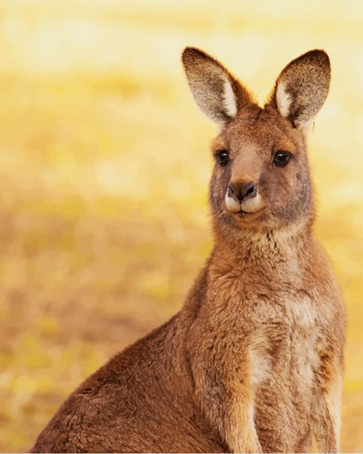 Kangaroo Paint By Number.png