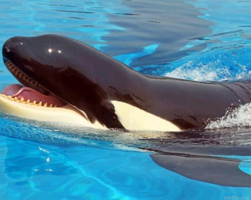 Killer Whale Paint By Number.png