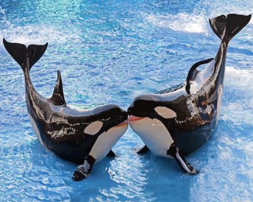 Killer Whales Paint By Number.png