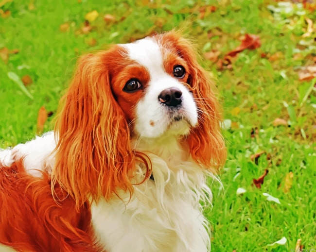 King Charles Cavalier Dog Paint By Number.png